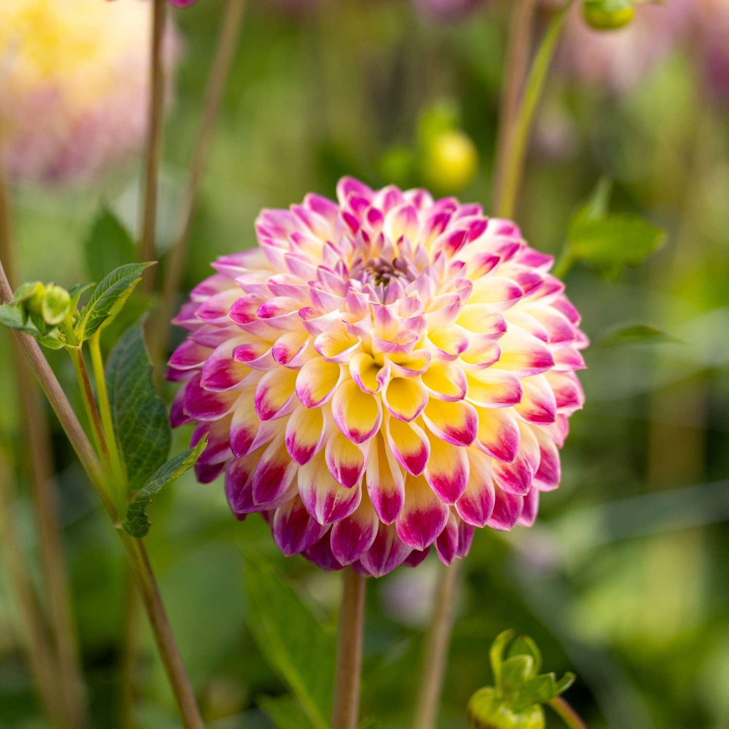 Daalia 'Hapet Daydream'